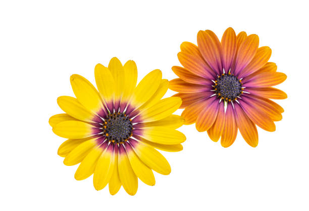 beautiful Osteospermum flower isolated on white background