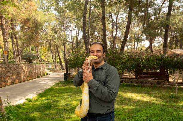 240+ Boa Burmese Stock Photos, Pictures & Royalty-Free Images - iStock