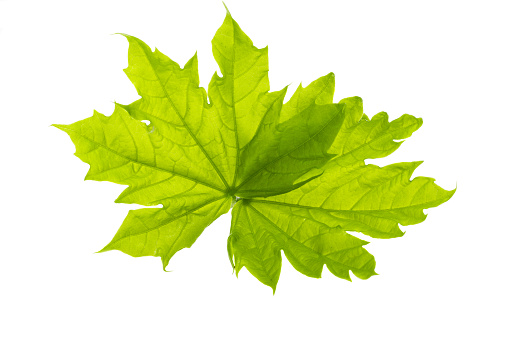 young maple leaves isolated on white background