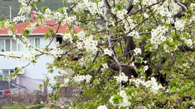Cute village house and blossom tree 4k stock video