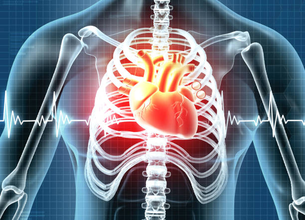 istock Human heart anatomy on scientific background 2148675401