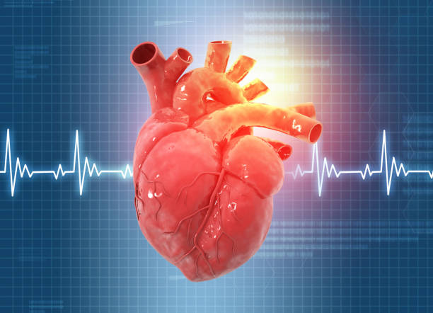 istock Human heart anatomy on scientific background 2148675463