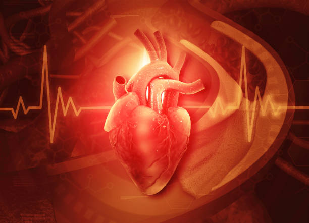 istock Human heart anatomy on scientific background 2148675672