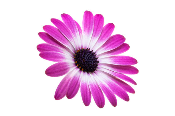 istock beautiful Osteospermum flower isolated 2148675686