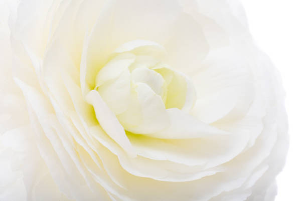 beautiful ranunculus flower isolated on white background