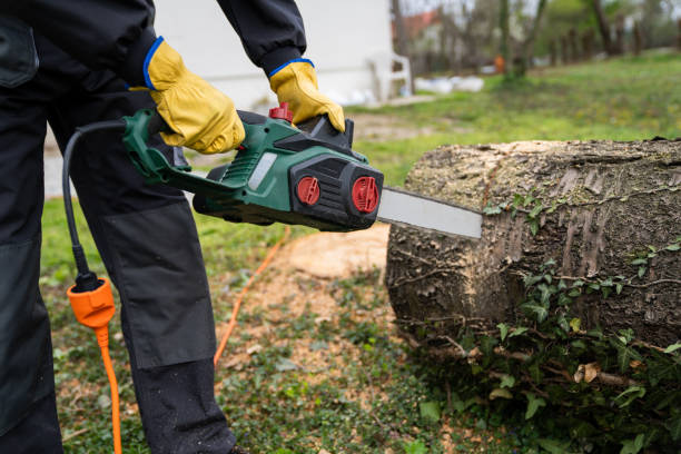 istock A man in uniform is cutting an old tree in the yard with an electric saw. 2148675989