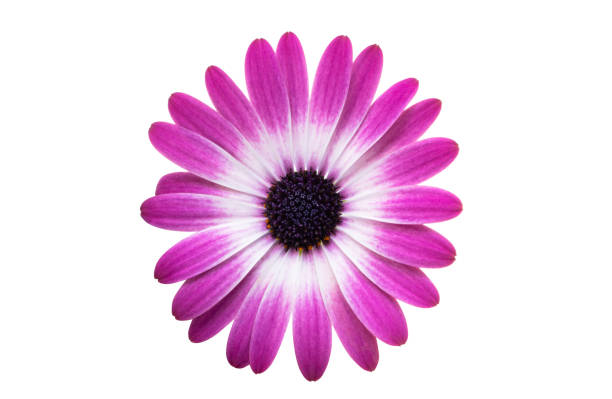 istock beautiful Osteospermum flower isolated 2148676093
