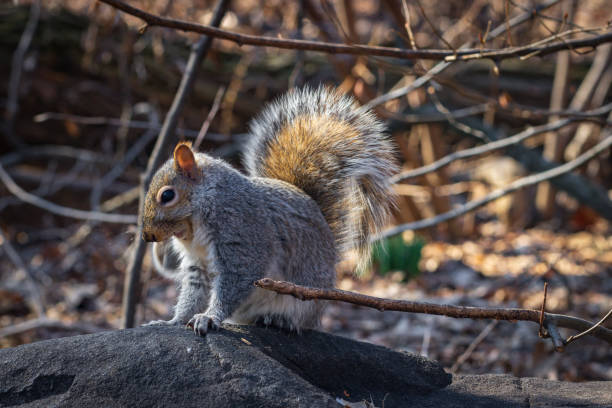 Funny squirrel in central park in New York City (USA)