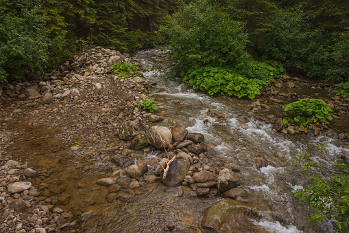 Mountain River in the forest. Carpathians