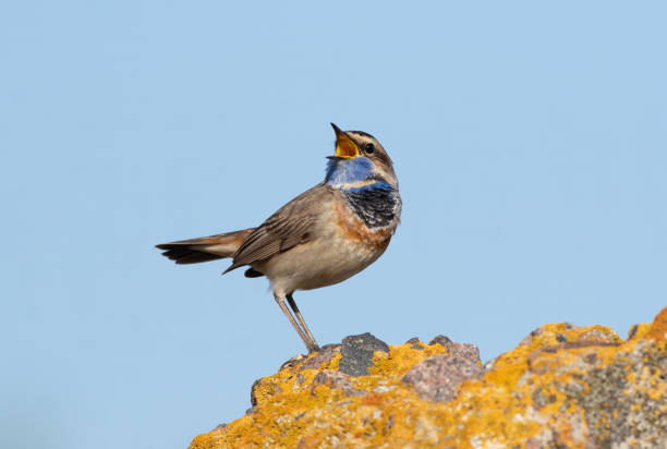 istock Bluethroat, Luscinia svecica. A bird sits on a rock and sings 2148676328