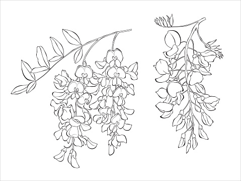 Acacia flower graphic black white isolated sketch illustration vector