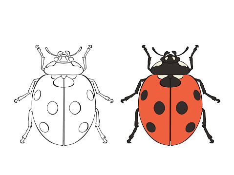 Ladybug colored and line art, vector illustration isolated on white background.
