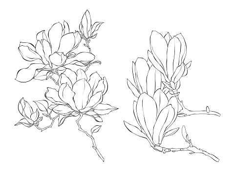 Flowers Magnolie line art outline vector illustration on white background