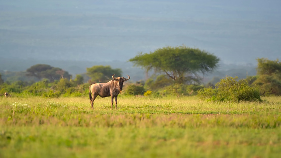 Blue Wildebeests standing in the savannah of Amboseli National Park in Kenya, Apr 2024