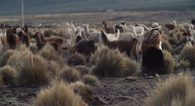Alpaca Herd and a Shepherd in Sajama