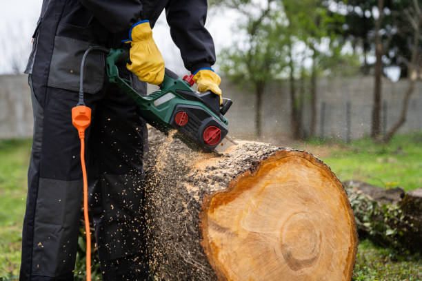 istock A man in uniform is cutting an old tree in the yard with an electric saw. 2148676848