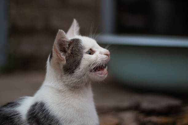 Old cat shows decayed teeth, feline dentistry and oral hygiene in animals, tartar in cats and inflammation of the gums