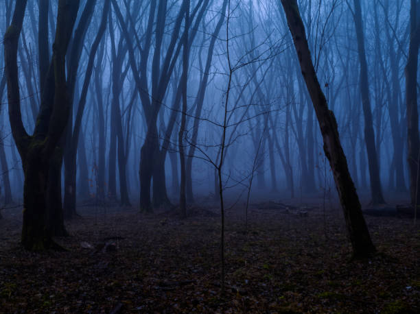 istock Dark scary forest in blue tones. 2148677181