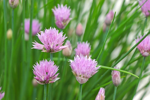Flowering chive plants Allium Schoenoprasum.