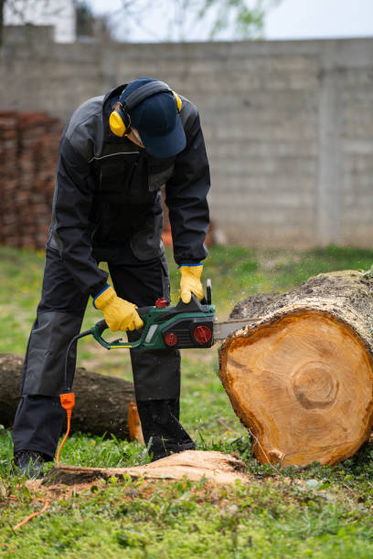 istock A man in uniform is cutting an old tree in the yard with an electric saw. 2148677400