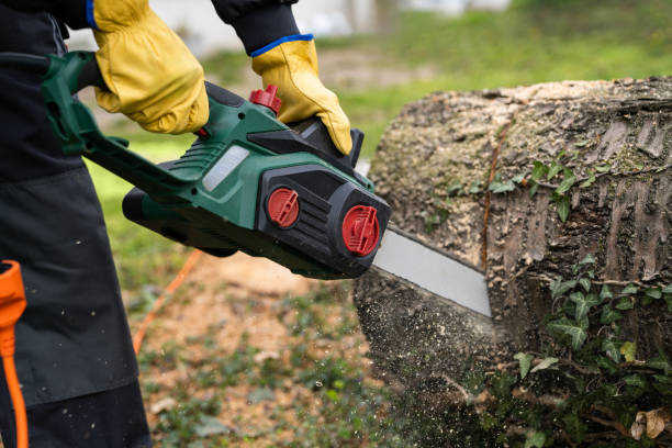 istock A man in uniform is cutting an old tree in the yard with an electric saw. 2148677401
