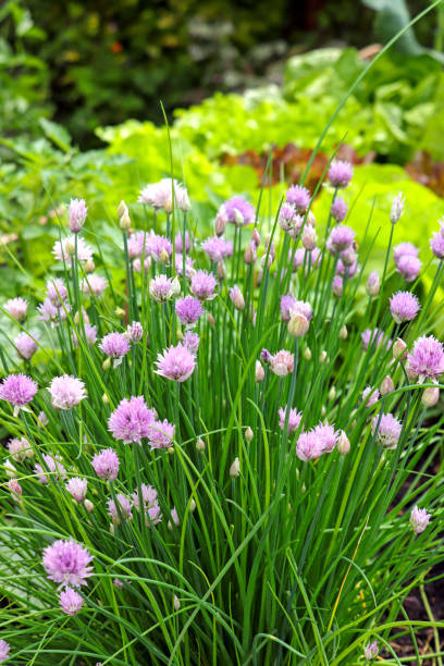 istock Flowering chive plants Allium Schoenoprasum 2148677427