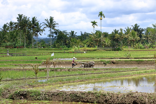 Ubud, Bali in Indonesia - January 31 2024: a Man working at green rice terrace
