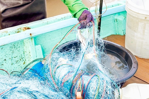 Fishman gloved hand lifts water-drenched net from a bucket, untangling the sea's bounty, catch is revealed, showcasing essence of fishing, blend of grit, skill, and the ocean's generosity