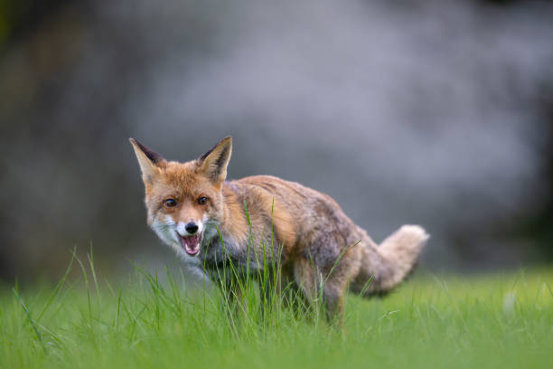 istock Fox in the meadow in Bohemian.Moravian Highland 2148678317