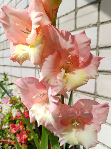 Gladiolus pink orange white color on blur brick background. Summer garden. Beautiful flower. Iris family. Iridaceae. nature. Flowering bulb. Gladioleae. Celebration card. Sword Lily. Ben venuto.