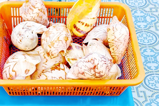 Vibrant orange basket filled with freshly caught, intricately patterned seashells, epitomizing the natural marine bounty offered at a local beach market. Fresh marine products catching and sale