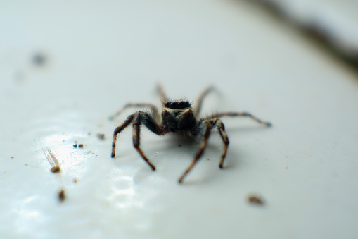 Closeup view photo of spider with blurred background