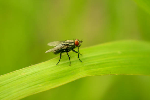 istock Photo of a fly on a leaf with blurred background 2148678952