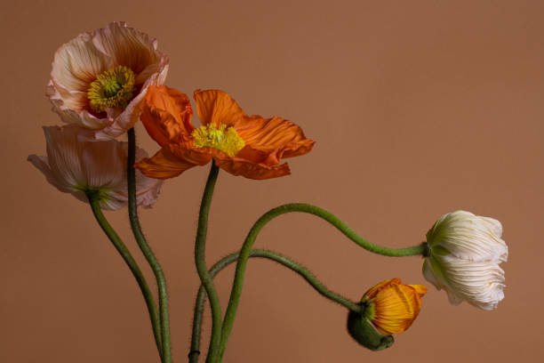 istock several colorful poppies nature background, studio shot 2148679164