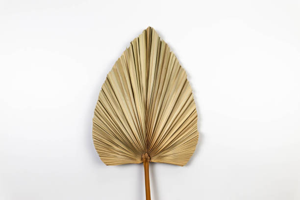 istock Top view of dried palm leaf on white background. Tropical plant leaf. 2148679213