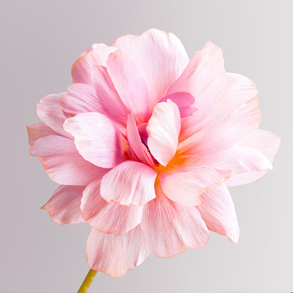 Close-up shot blooming bud of beautiful pink ranunculus butterfly isolated on gray background