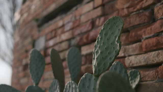 Cactus Against Rustic Brick Wall