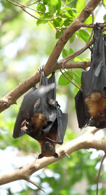 Fruit bats hanging upside down on a branch (Lyle's flying fox or Pteropus lylei)