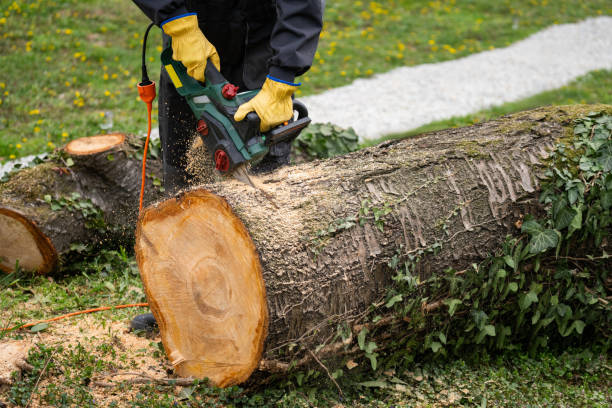 istock A man in uniform is cutting an old tree in the yard with an electric saw. 2148679797