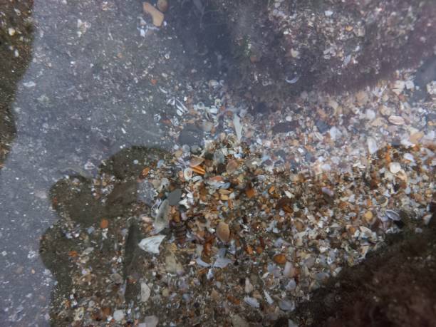 istock Numerous small and large pebbles in the clear water 2148679987