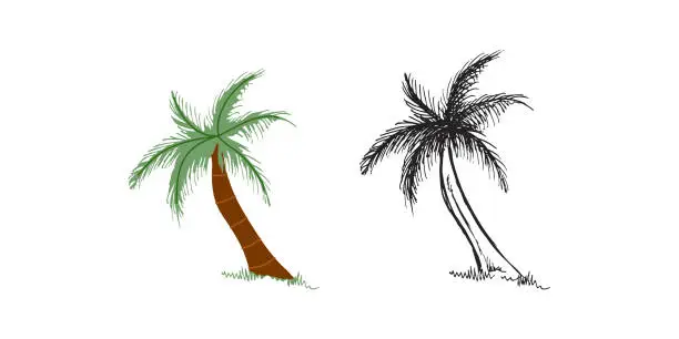 Vector illustration of Cute hand drawn palm tree. Flat and outline black vector illustration isolated on white background. Doodle drawing.