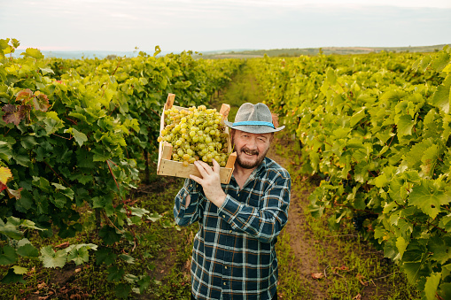 Front view of elder male farmer winegrower hold lift box of grapes on shoulder great harvest, smiling and looking at the camera. Vineyards go beyond the horizon line. Background field horizon.