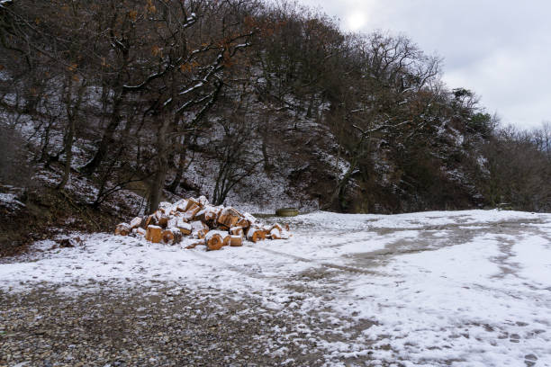 Sawed tree trunks and firewood on the snow at the edge of the forest.