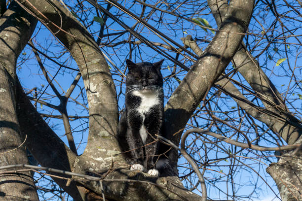 Calmly sleeping cat on a tree branch. Closed eyes, black and white coat colors.