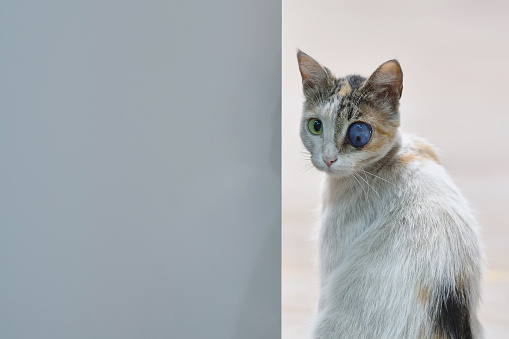 Cat with an eye injury who lives in a factory. Cat with a disfigured eye