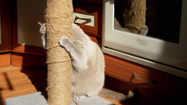 Gray Fluffy Cat Sharpens Claws on a Scratching Post in the Rays of Sunlight