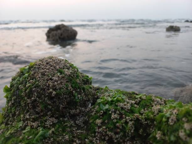 Green coral and algae growing on the rocks
