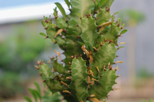 Close up of Euphorbia Lactea (Euphorbiaceae family) in a pot