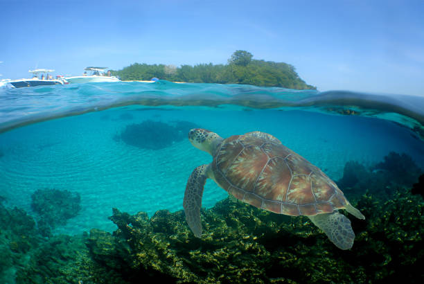 istock sea turtle in the caribbean sea 2148681533