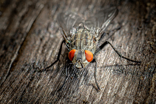 A fascinating macro photograph capturing flies with striking red eyes. This close-up image showcases the intricate details of the flies' anatomy, including their vibrant eye color, adding an element of intrigue to the natural world. Perfect for illustrating themes of biodiversity, insect anatomy, and the wonders of macro photography.